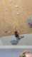 IMG-20260111-WA0000