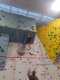IMG-20241220-WA0011