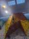 IMG-20241220-WA0049