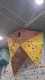 IMG-20241220-WA0063