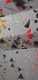 IMG-20241223-WA0040