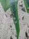 IMG-20250320-WA0040