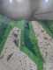 IMG-20250320-WA0041