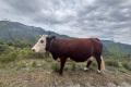 2026-05-03_17-12-55_compressed