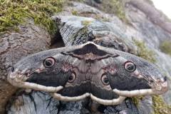 IMG-20250501-WA0017