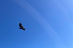 IMG_8393
